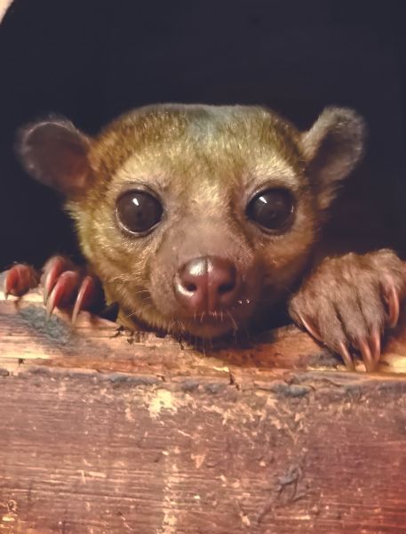 Photo of Kinkajou