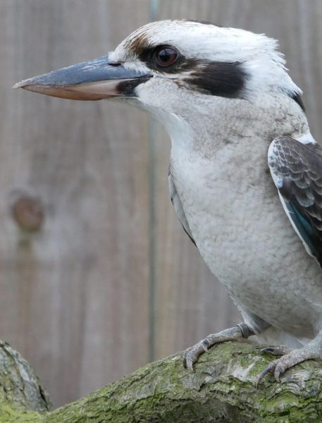 Photo of Laughing Kookaburra