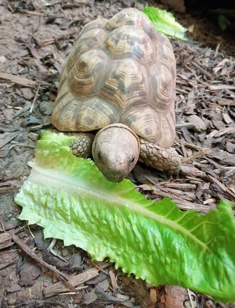 Photo of Leopard Tortoise