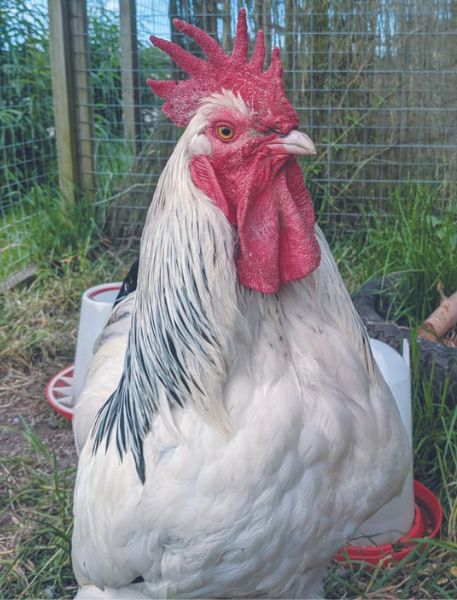 Photo of Light Sussex Chicken