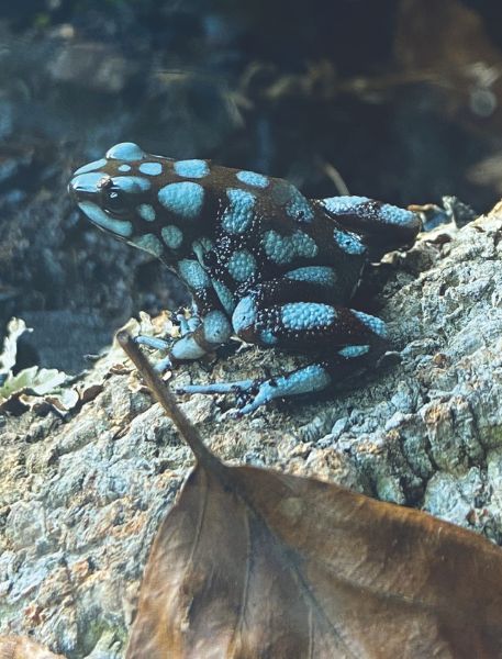 Photo of Marañón Poison Frog