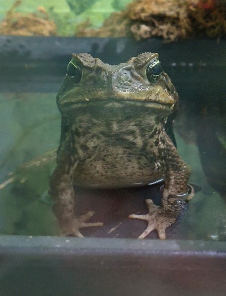 Photo of Marine Toad