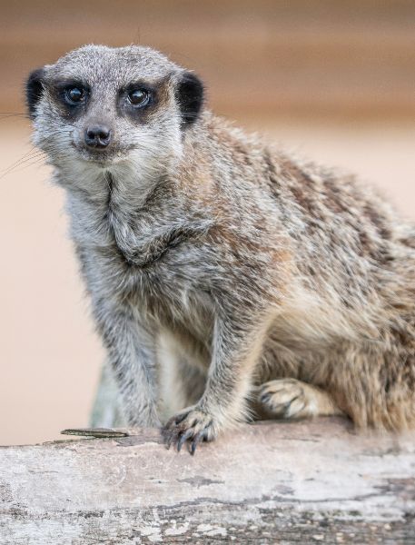 Photo of Meerkat