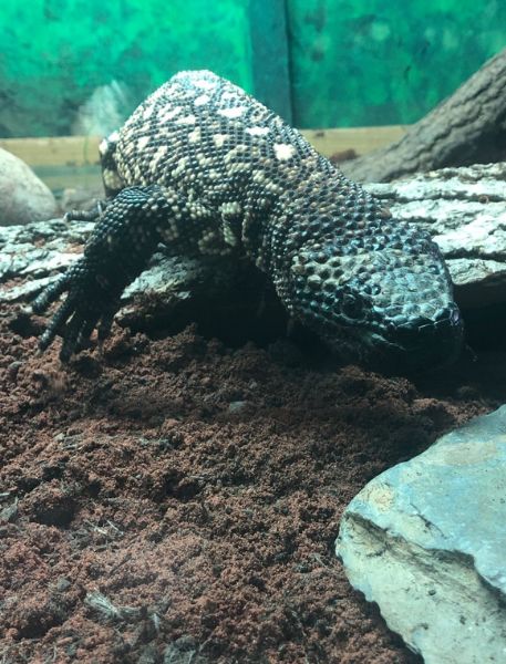 Photo of Mexican Beaded Lizard