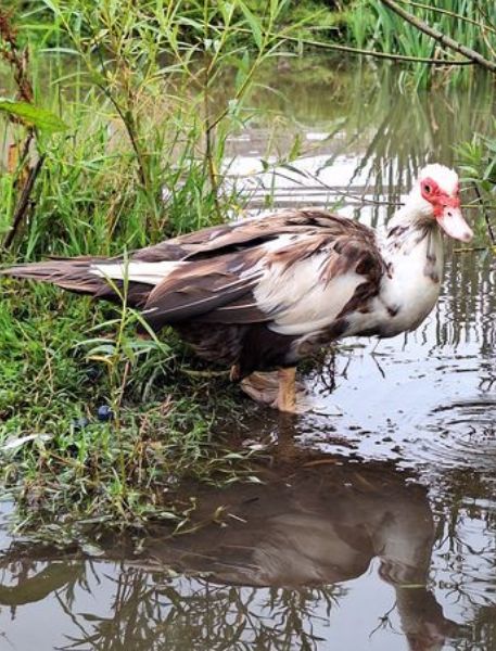 Photo of Muscovy Duck