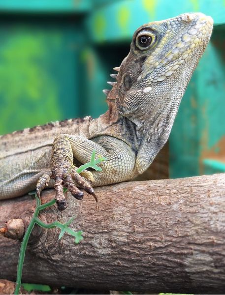 Photo of New Guinea Forest Dragon