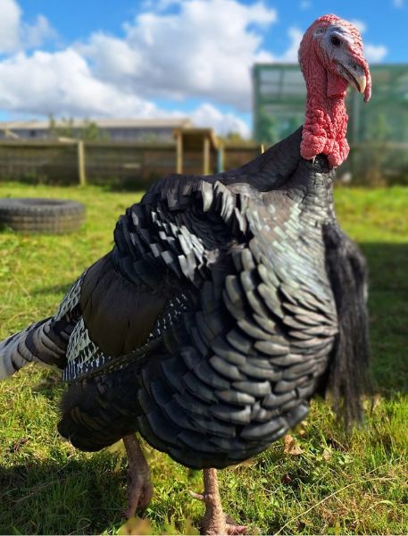 Photo of Norfolk Bronze Turkey