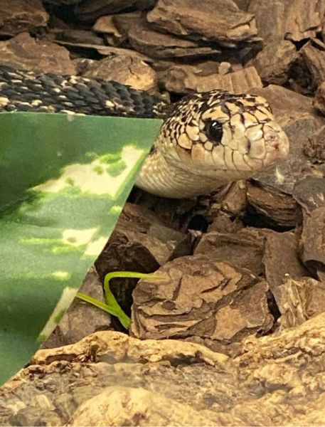 Photo of Northern Pine Snake