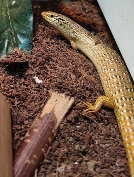 Photo of Ocellated Bronze Skink