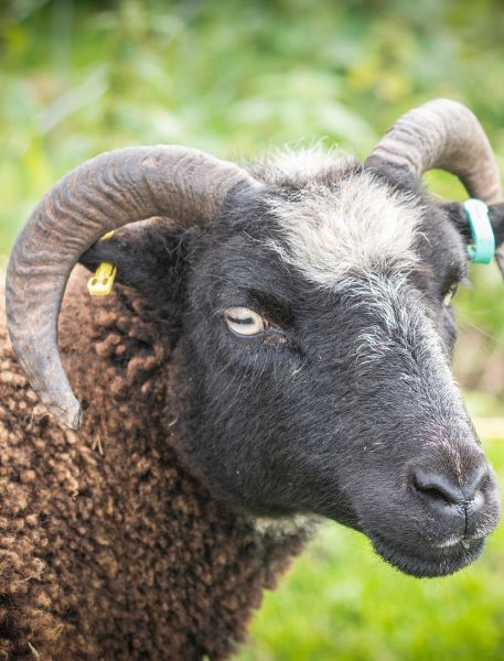 Photo of Ouessant Sheep