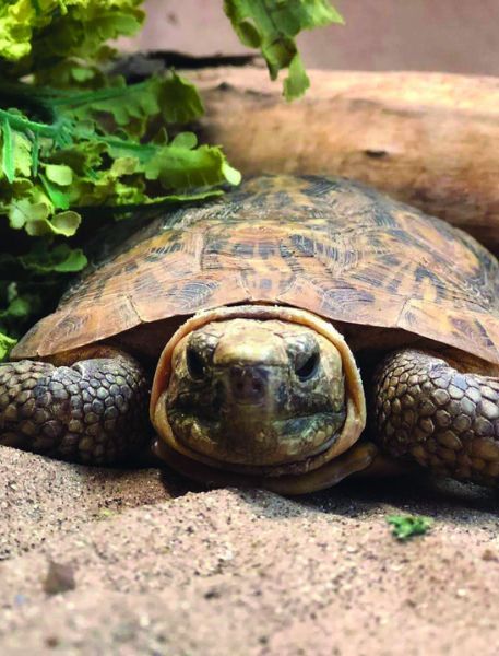 Photo of Pancake Tortoise