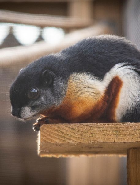 Photo of Prevost's Squirrel