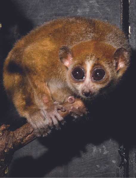 Photo of Pygmy Slow Loris