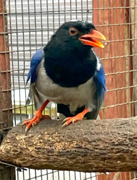 Photo of Red-Billed Blue Magpie