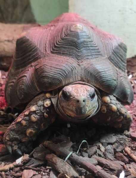 Photo of Red-Footed Tortoise