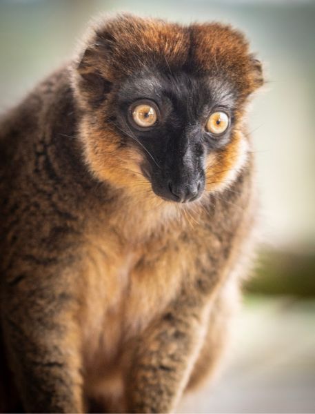 Photo of Red-Fronted Lemur