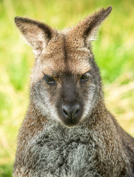 Photo of Red-Necked Wallaby
