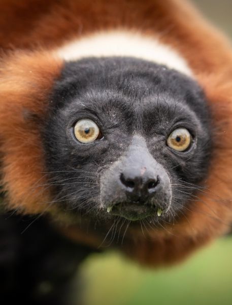 Photo of Red-Ruffed Lemur