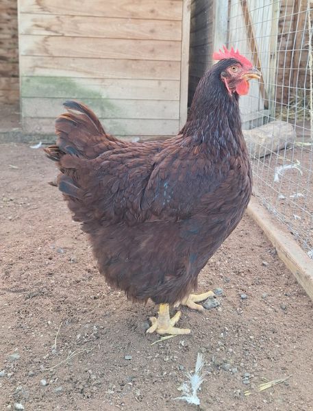 Photo of Rhode Island Red Chicken