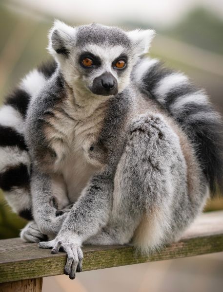 Photo of Ring-Tailed Lemur