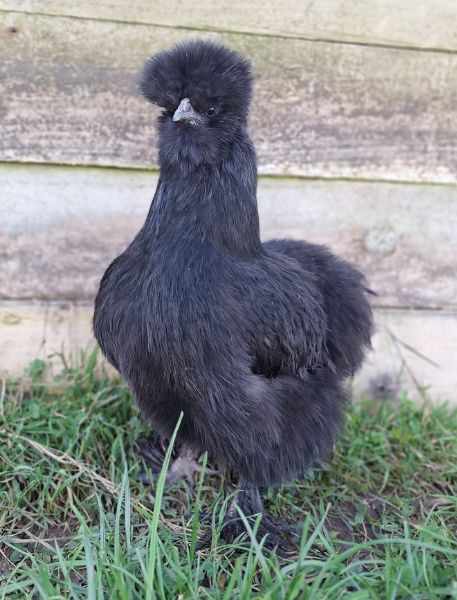 Photo of Silkie Chicken