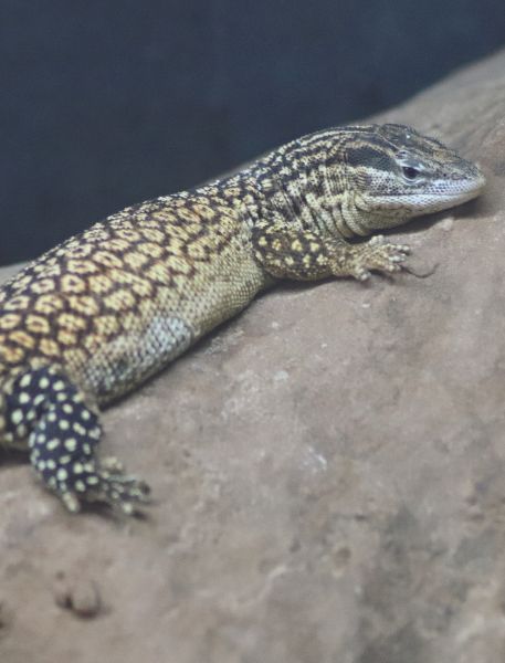 Photo of Spiny-Tailed Monitor