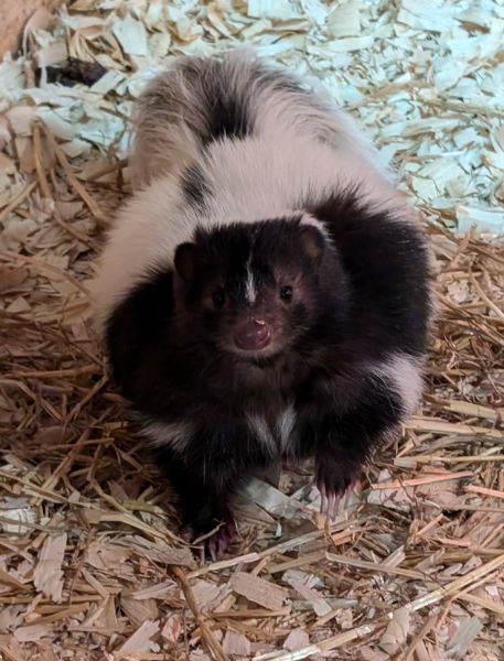 Photo of Striped Skunk