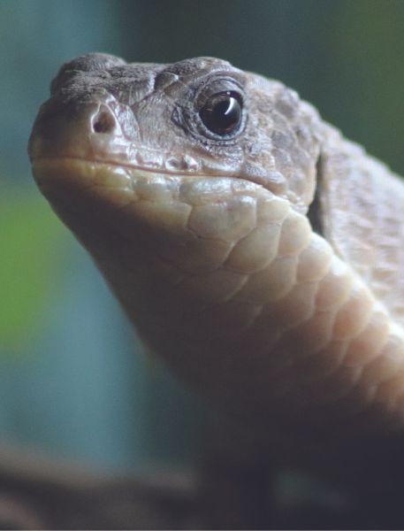 Photo of Sudan Plated Lizard