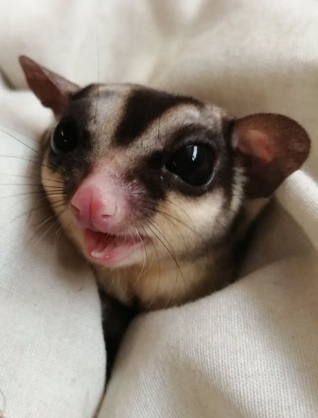 Photo of Sugar Glider