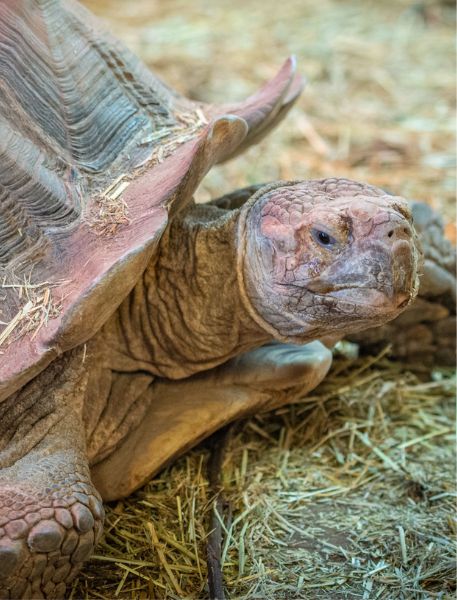 Photo of Sulcata Tortoise