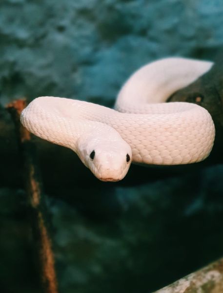 Photo of Texas Rat Snake