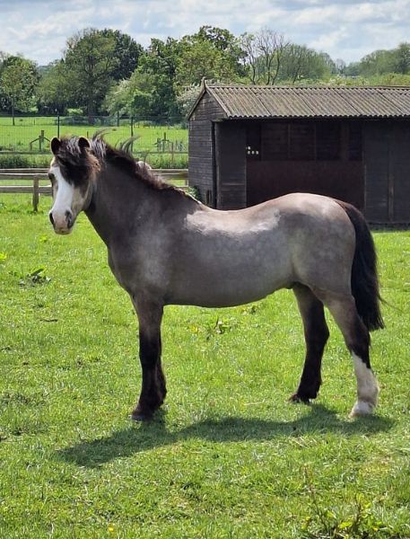 Photo of Welsh Mountain Pony