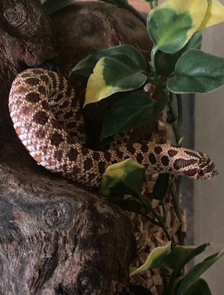 Photo of Western Hognose