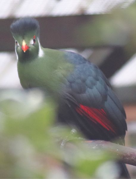 Photo of White-Cheeked Turaco