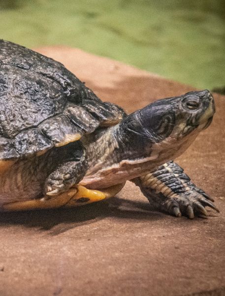 Photo of Yellow-Bellied Slider
