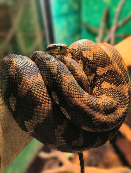 Photo of Jungle Carpet Python